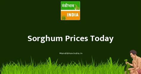 sorghum prices for today.